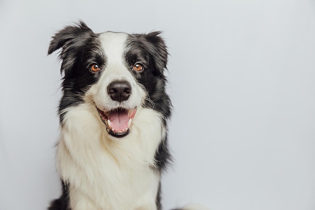 Simpatico cucciolo di cane border collie con faccia buffa isolato su sfondo bianco Simpatico cane da compagnia Concetto di vita animale da compagnia