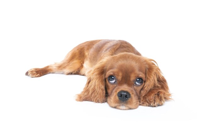 Simpatico cucciolo di cane cavalier spaniel isolato su sfondo bianco