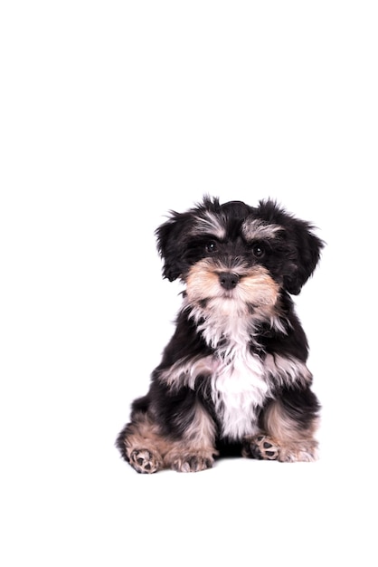 simpatico cucciolo di cane Havanese