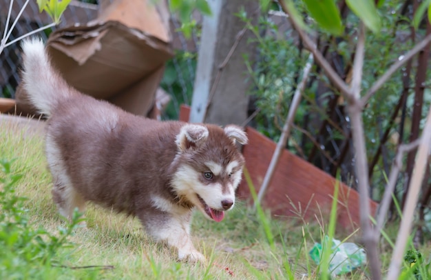 Simpatico cucciolo di cane Siberian Husky