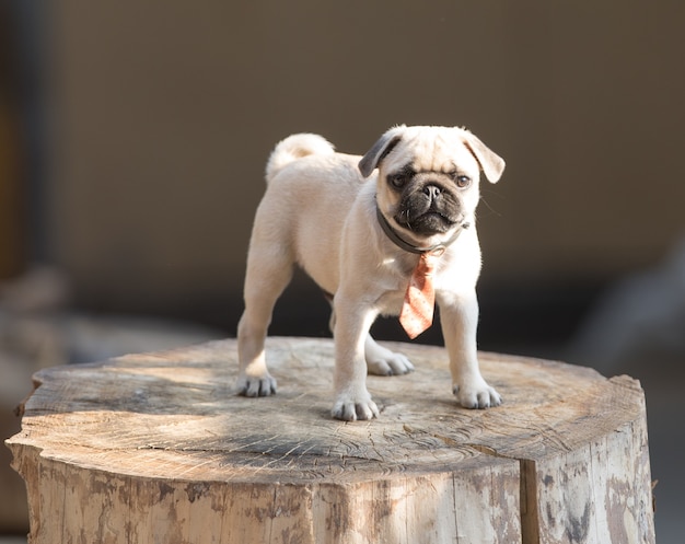 simpatico cucciolo di carlino che gioca nel cortile