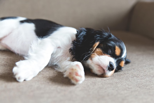 Simpatico cucciolo di cavalier spaniel che dorme su un divano