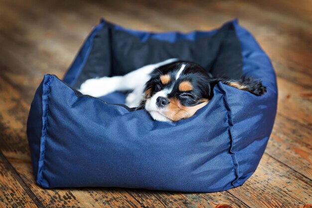 Simpatico cucciolo di cavalier spaniel che dorme