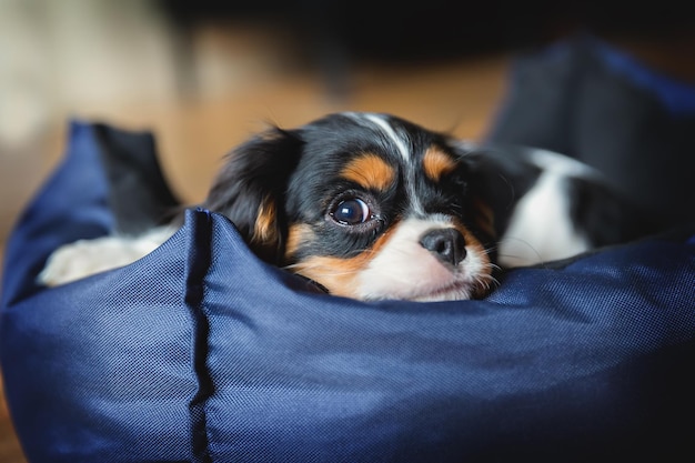 Simpatico cucciolo di cavalier spaniel che dorme