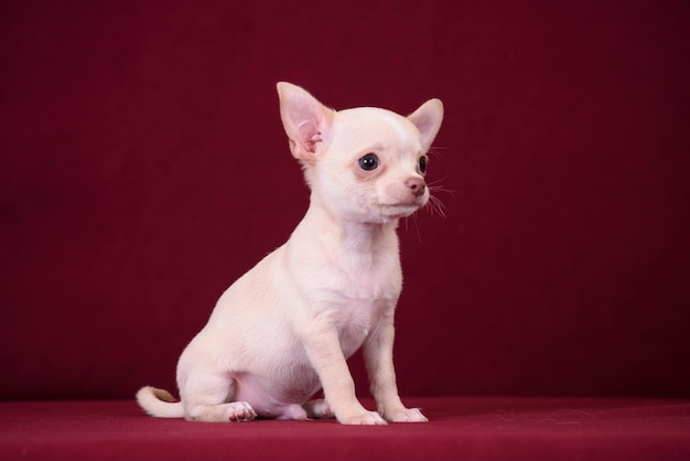 Simpatico cucciolo di chihuahua su sfondo bordeaux