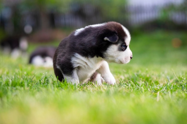 Simpatico cucciolo di husky siberiano con gli occhi azzurri seduto nell'erba verde in una giornata estiva