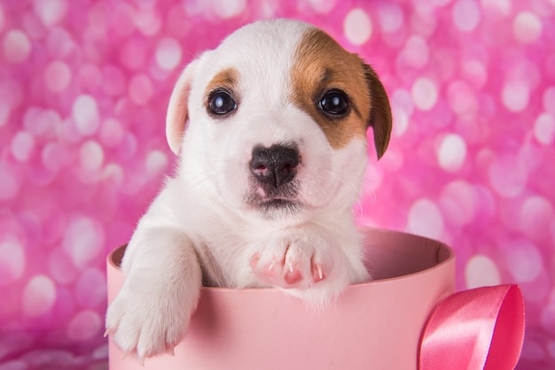 Simpatico cucciolo di jack russel terrier in una scatola regalo rosa
