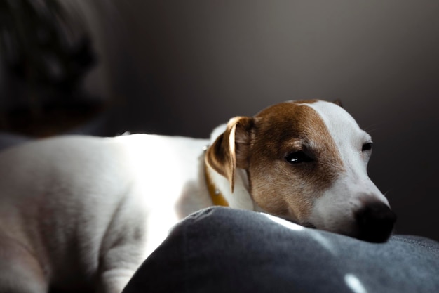 Simpatico cucciolo di Jack Russell Terrier assonnato che riposa su un letto per cani ai raggi del sole Un piccolo cane affascinante con macchie divertenti sulla pelliccia giace sul pouf