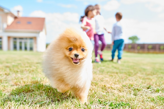 Simpatico cucciolo di Pomerania