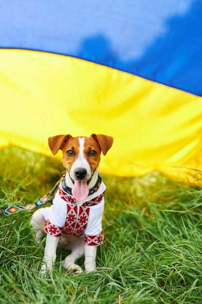 Simpatico cucciolo Jack Russell terrier un patriota dell'Ucraina