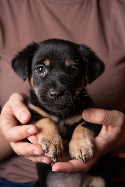 Simpatico cucciolo nero tra le braccia