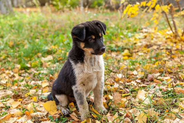 Simpatico cucciolo senzatetto che gioca tra le foglie gialle