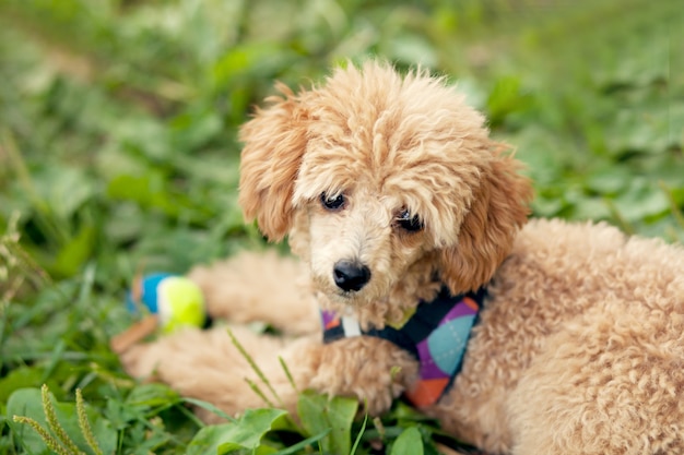 Simpatico e divertente cagnolino che gioca in un parco all'aperto.