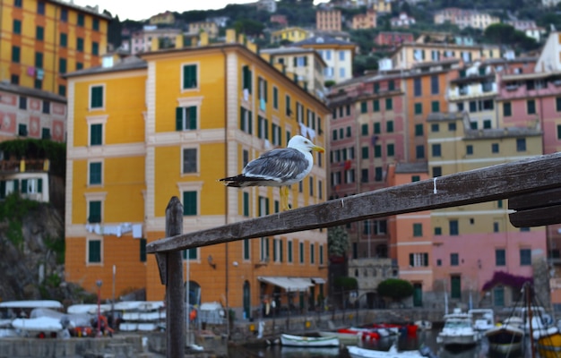 Simpatico gabbiano appollaiato sullo sfondo la città di Camogli