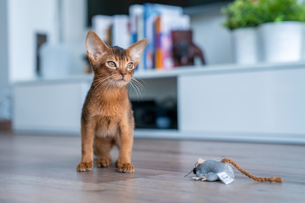 Simpatico gattino abissino rubicondo di razza pura in cucina e in soggiorno