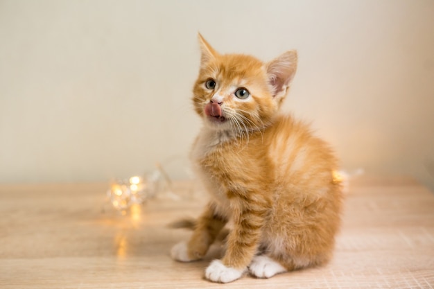 Simpatico gattino arancione su sfondo bianco. Foto di alta qualità