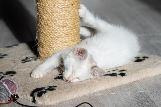 Simpatico gattino bianco che dorme vicino al tiragraffi