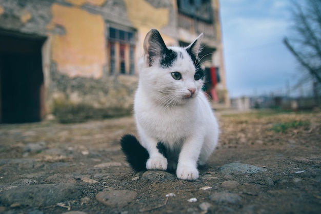 Simpatico gattino bianco lanuginoso