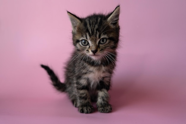 simpatico gattino birichino guarda il gattino soriano della fotocamera