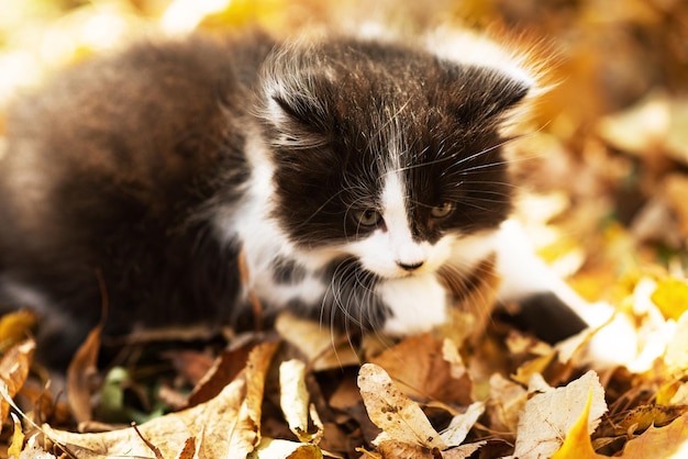 Simpatico gattino birichino tra foglie gialle in autunno