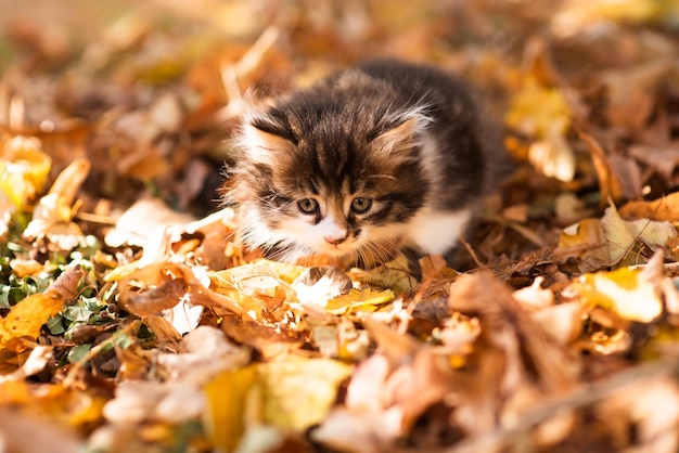 Simpatico gattino birichino tra foglie gialle in autunno