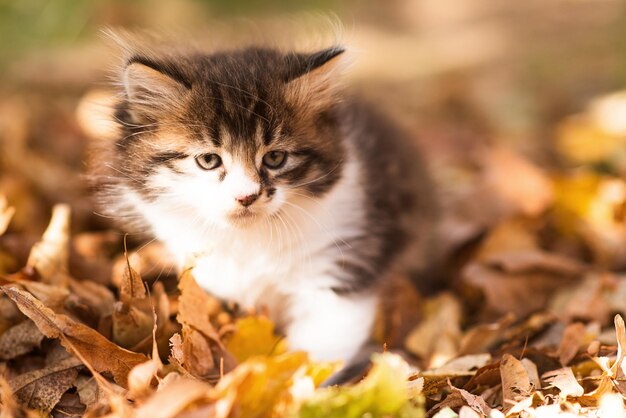 Simpatico gattino birichino tra foglie gialle in autunno