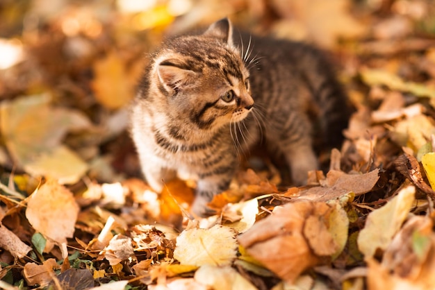 Simpatico gattino birichino tra foglie gialle in autunno