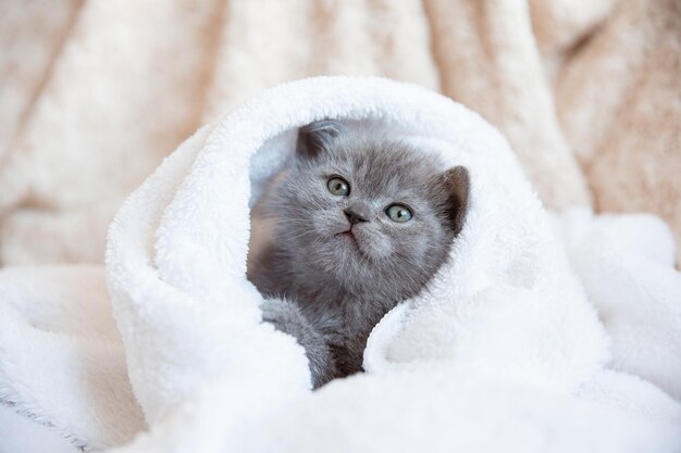 Simpatico gattino britannico grigio blu avvolto in una coperta plaid bianca Concetto di adorabili animali domestici