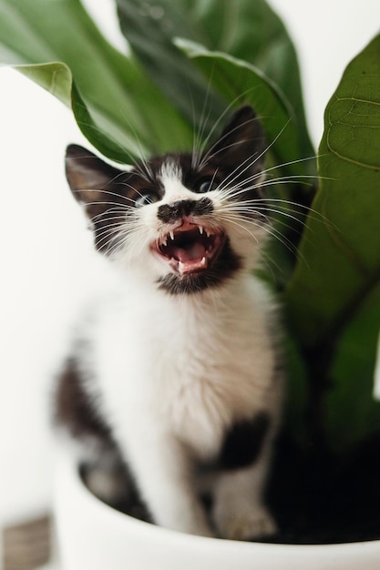 Simpatico gattino che miagola sotto le foglie verdi in una stanza elegante adorabile gattino bianco e nero con emozioni divertenti che gioca in vaso fiddle foglia di fico momenti divertenti