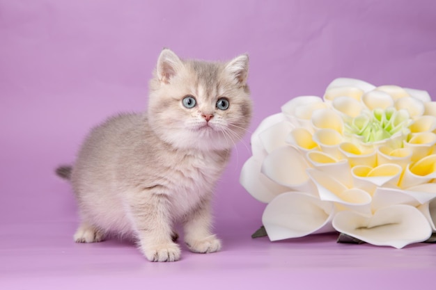 Simpatico gattino divertente con un fiore su uno sfondo viola