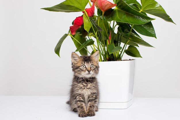 Simpatico gattino grigio a strisce si siede vicino a una pianta d'appartamento di fiori in un vaso bianco su sfondo bianco con spazio per il testo