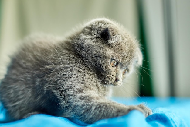 Simpatico gattino grigio britannico giocoso a casa gatto divertente Amore animali da compagnia