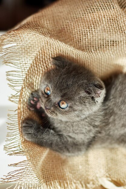 Simpatico gattino grigio britannico scozzese sul cestino a casa gatto divertente