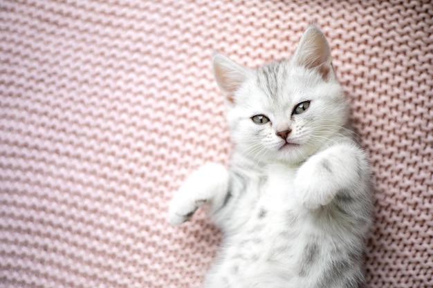 Simpatico gattino grigio e bianco su una coperta lavorata a maglia leggera Animali domestici Gatto di razza britannica Comfort