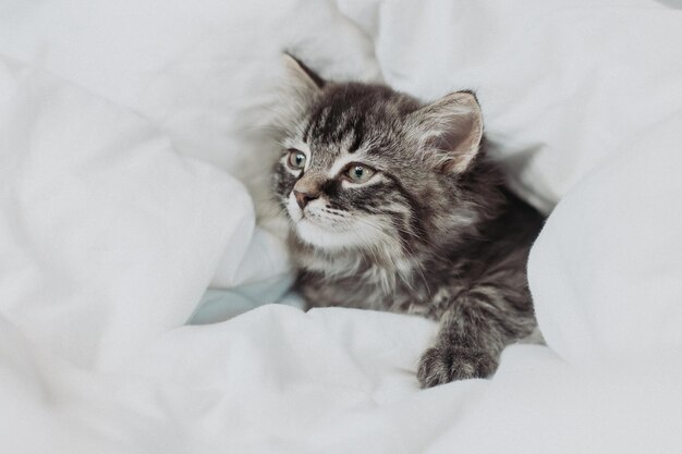 simpatico gattino grigio è sdraiato accanto a un letto con lenzuola di cotone bianco. Animali domestici a casa