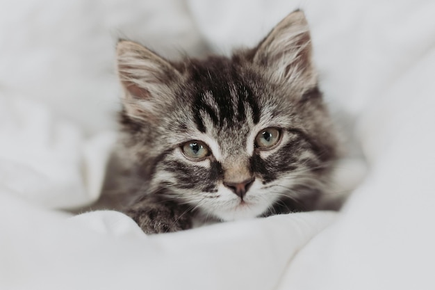 simpatico gattino grigio è sdraiato accanto a un letto con lenzuola di cotone bianco. Animali domestici a casa