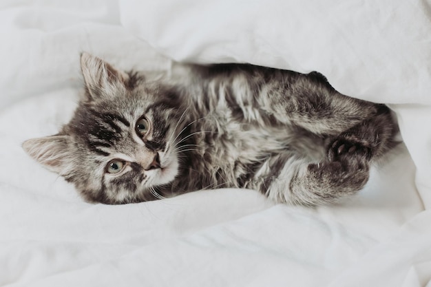 simpatico gattino grigio è sdraiato accanto a un letto con lenzuola di cotone bianco. Animali domestici a casa