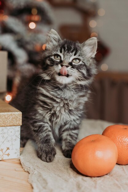 simpatico gattino grigio è seduto con scatole regalo e mandarini per il nuovo anno