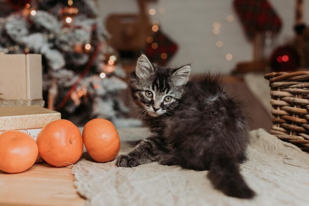 simpatico gattino grigio è seduto con scatole regalo e mandarini per il nuovo anno