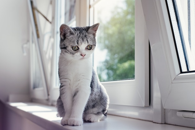 Simpatico gattino grigio nell'accogliente casa