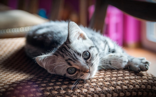 Simpatico gattino grigio sdraiato sul divano.