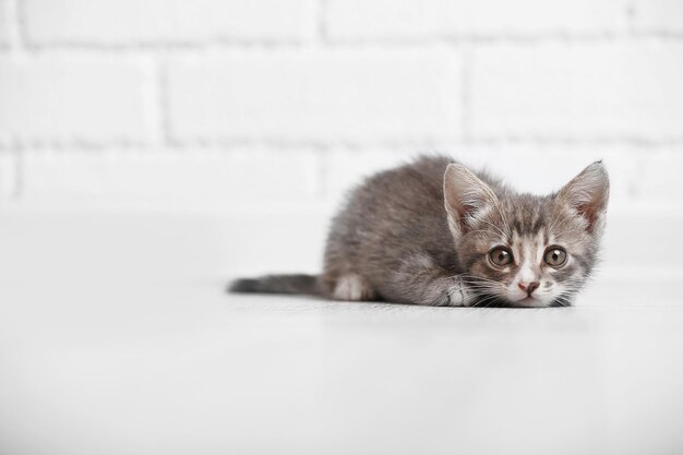 Simpatico gattino grigio sul pavimento di casa