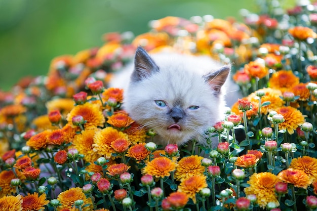 Simpatico gattino in fiori di margherita arancione