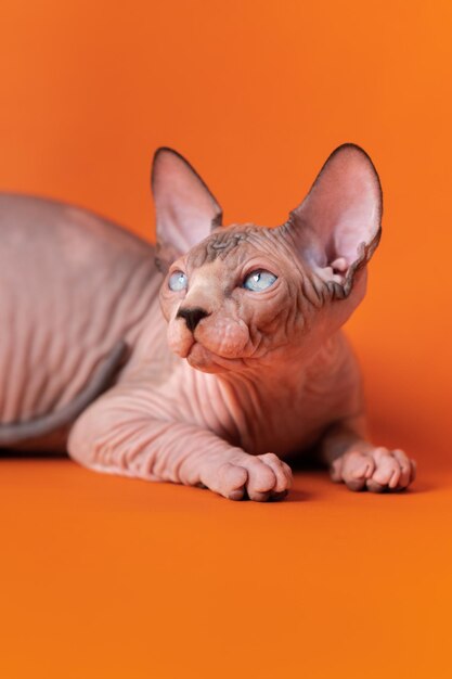 Simpatico gattino maschio sphynx canadese dagli occhi blu con pelle rugosa di visone cioccolato e m...