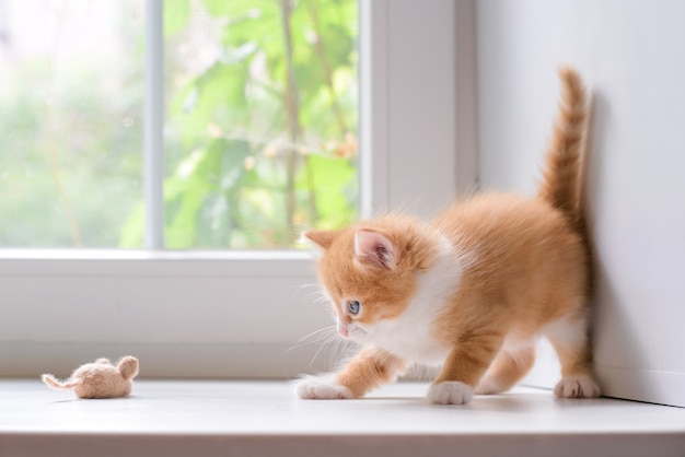 Simpatico gattino rosso lanuginoso con un topo giocattolo