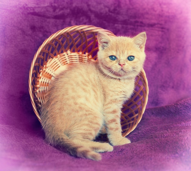 Simpatico gattino rosso seduto in un cestino