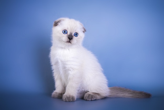 Simpatico gattino scozzese a pelo corto color argento con occhi azzurri.