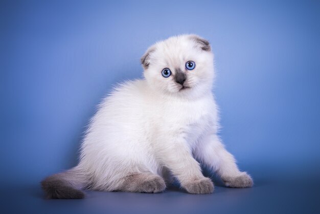 Simpatico gattino scozzese a pelo corto color argento con occhi azzurri.