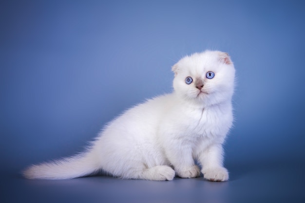 Simpatico gattino scozzese a pelo corto color argento con occhi azzurri.