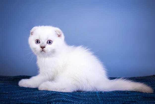 Simpatico gattino scozzese a pelo corto color argento con occhi azzurri.